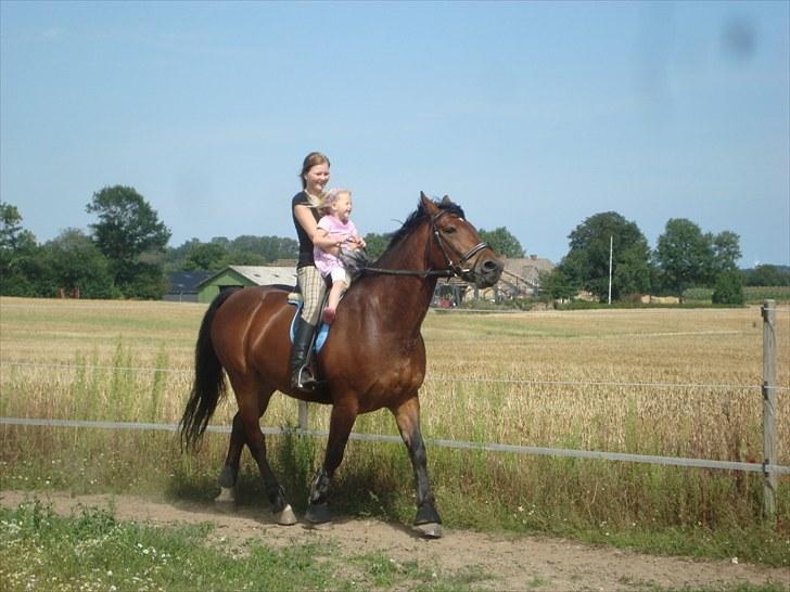 Anden særlig race Sheik  billede 14