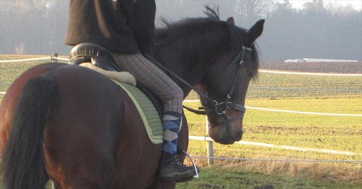 Anden særlig race Sheik  billede 15