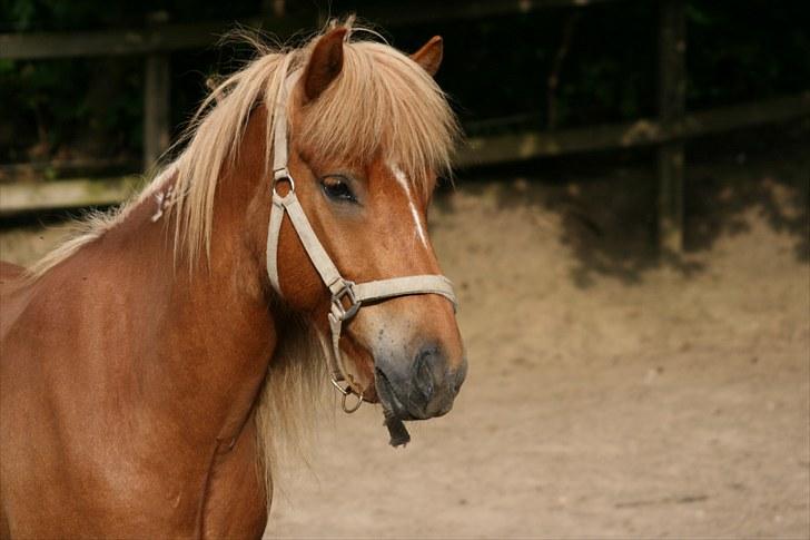 Islænder Blær fra Árbakka - Min smukke hest! billede 8