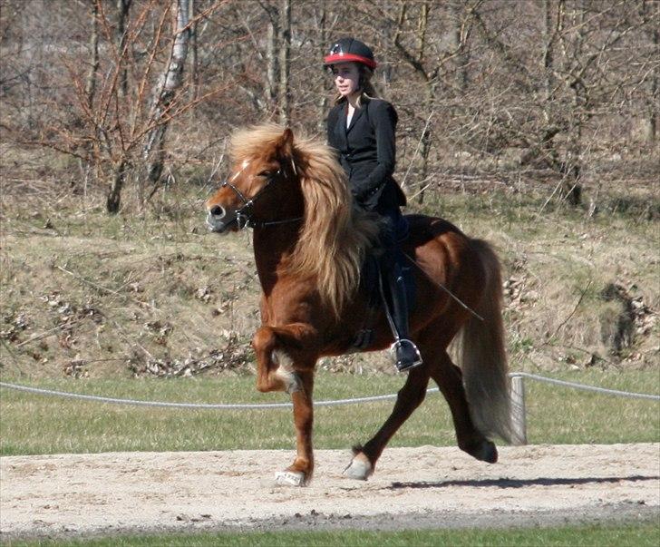 Islænder Blær fra Árbakka - Thors forårsstævne 2011 billede 12