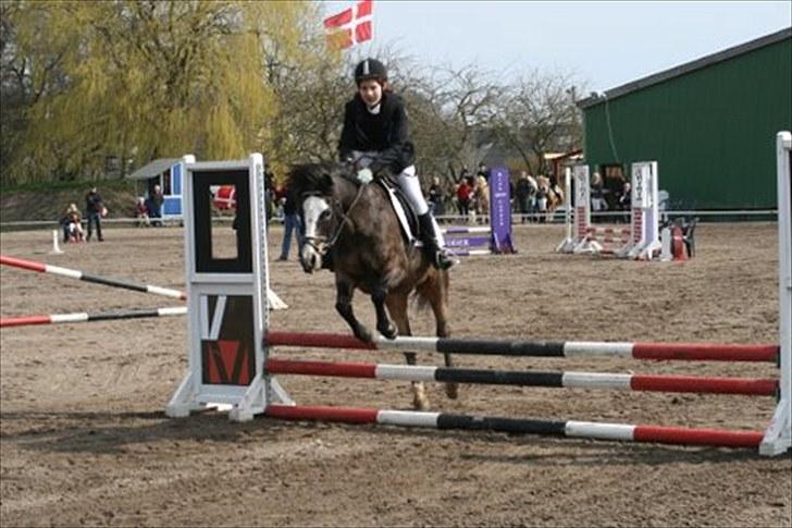 Anden særlig race Foxy billede 7