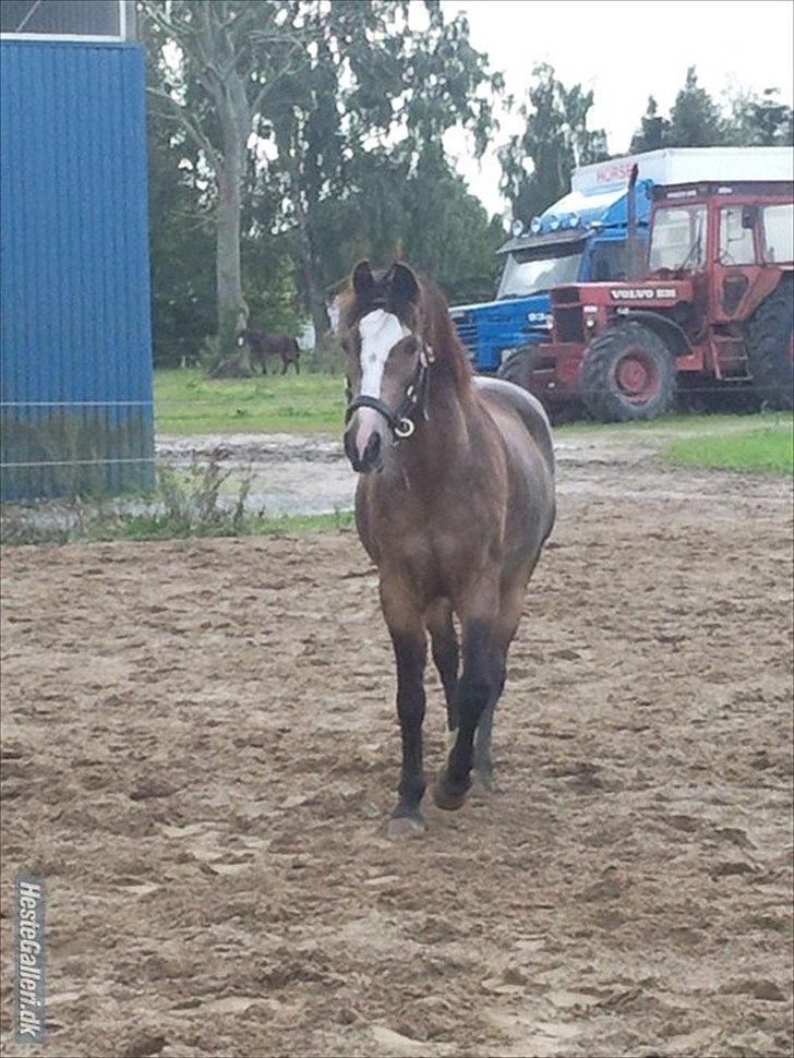 Anden særlig race Foxy -  :) billede 8