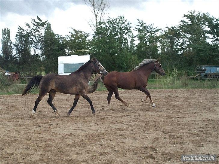 Anden særlig race Foxy - Foxy og Queen.. billede 9