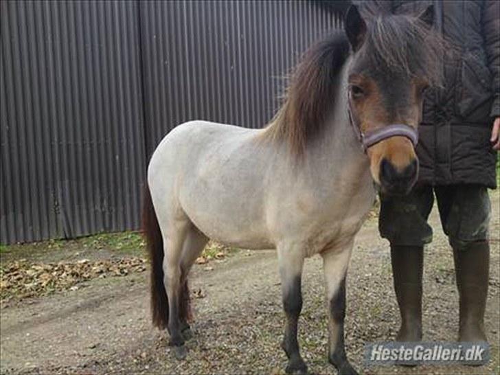 Islænder Lóa fra Alkenbjerggaard - det er ikke loa som lille men det ligner hende helt vildt billede 16