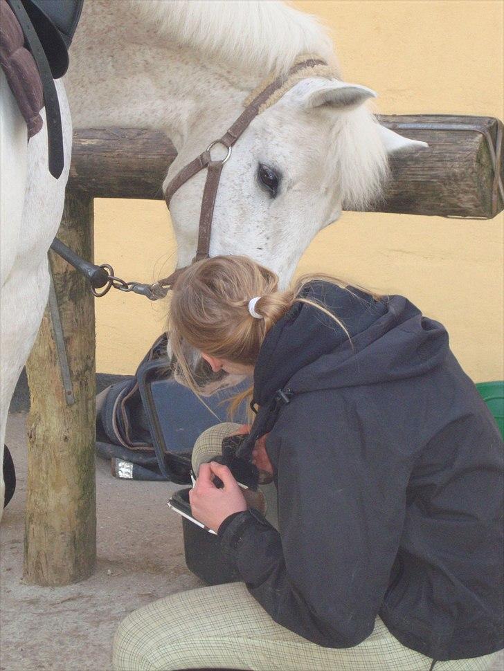 Anden særlig race Leonardo - 3. <3 billede 3