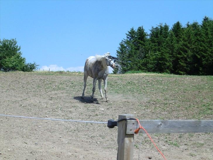 Anden særlig race Leonardo - 7. Ryste, ryste, ryste<3 billede 7