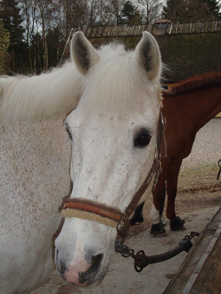 Anden særlig race Leonardo - 8. Smukke :* billede 8