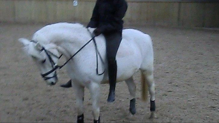 Anden særlig race Leonardo - 9. Taget fra video, derfor ikke så god kvalitet ;) billede 9