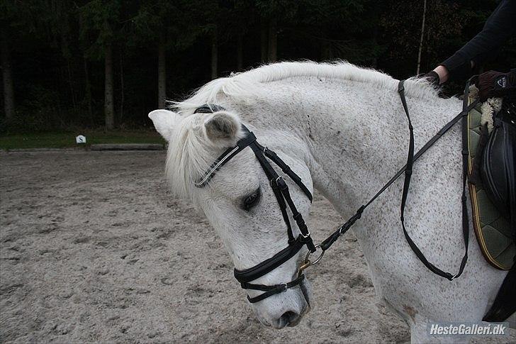 Anden særlig race Leonardo - 10.  billede 10