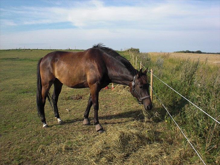 Traver Office Max - Smukke!<3 billede 6