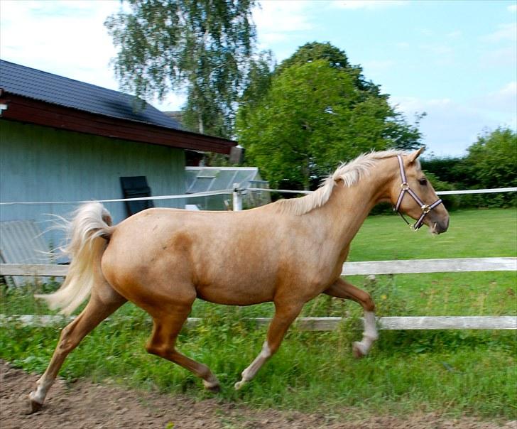 Palomino Lysgaards Manon billede 17