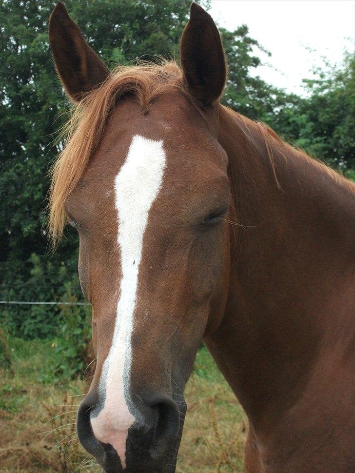 Arabisk fuldblod (OX) Rainbow Red Angel - Hyggedag på marken <3 billede 8