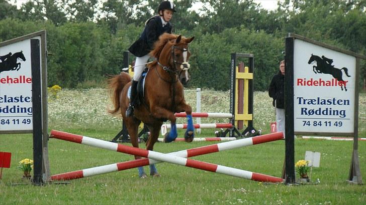 Arabisk fuldblod (OX) Rainbow Red Angel - vi hopper og hopper ;) billede 9