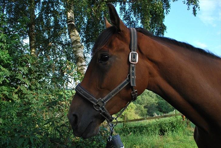 Trakehner Nemo - 6. Nemo mit kønne hoved billede 9