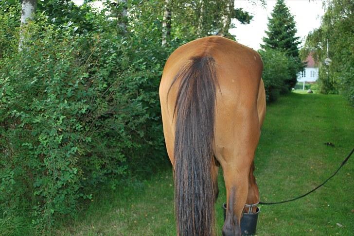 Trakehner Nemo - 8. Nemo - min lille bagdel søger muskler og fylde .. billede 11