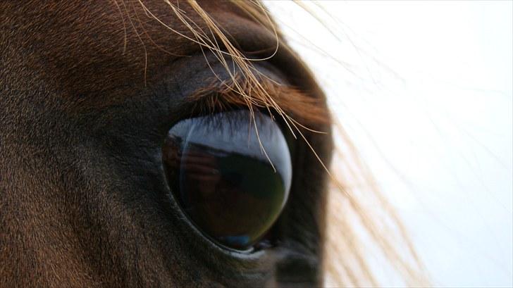 Arabisk fuldblod (OX) Rainbow Red Angel - Angel du er den pony jeg har drømt om længe! <3  billede 10