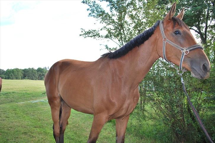 Trakehner Nemo - 9. Nemo - jeg er da lidt lækker :) billede 12