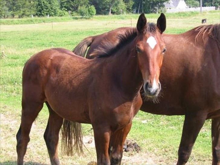 Oldenborg Safians Contrazt - Min lille hest som baby :D<3 billede 2