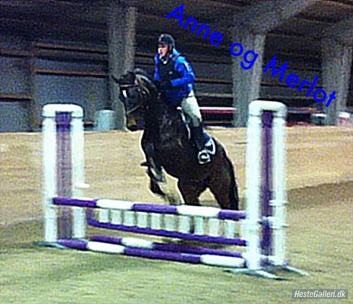 Anden særlig race Merlot R.I.P <3 - Merlot og mig springer..tak til ciller og janemand for billedet..billedet 7 billede 7