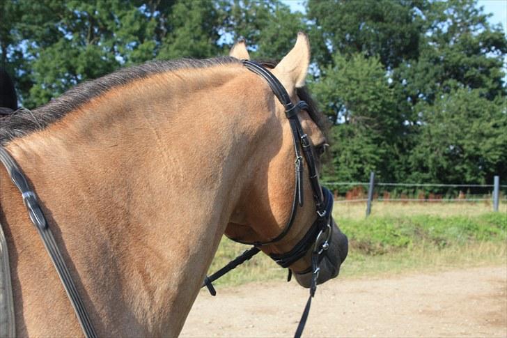 Connemara Hohnhorst Jamiro billede 2