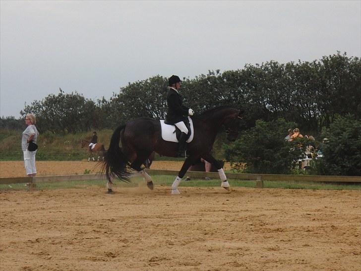 Dansk Varmblod Travella - LA1 i BRIK. billede 13