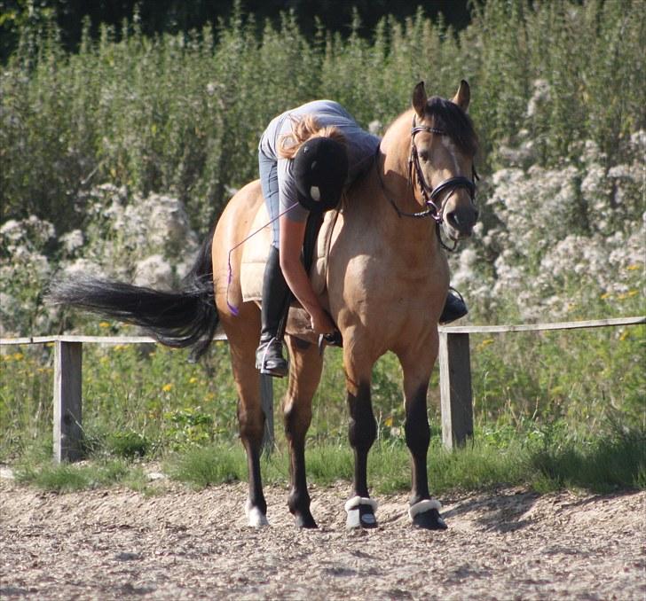 Connemara Hohnhorst Jamiro billede 3