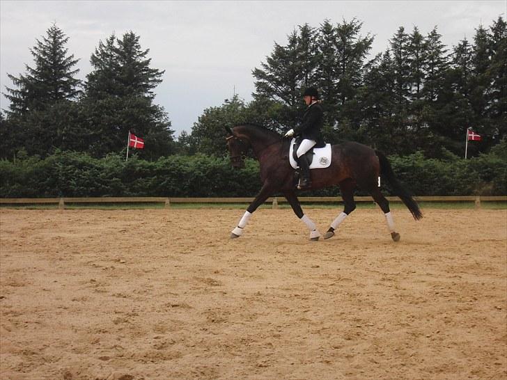 Dansk Varmblod Travella - LA1 i BRIK. billede 14