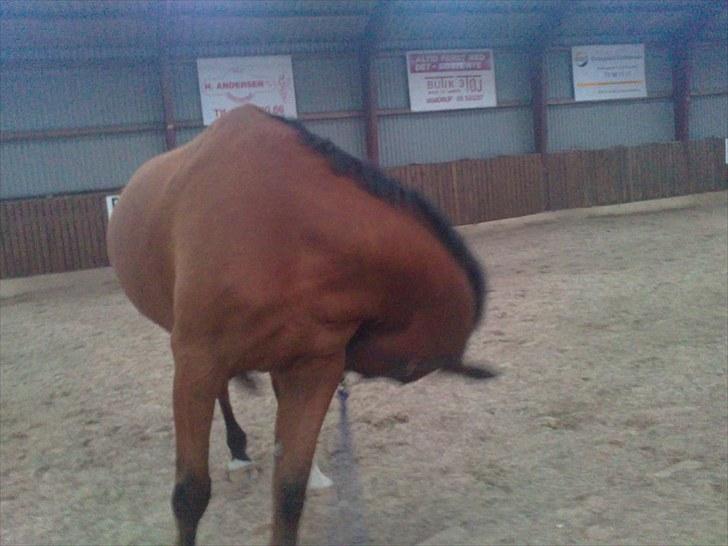 Dansk Varmblod Rex Højvang Solgt R.I.P billede 11