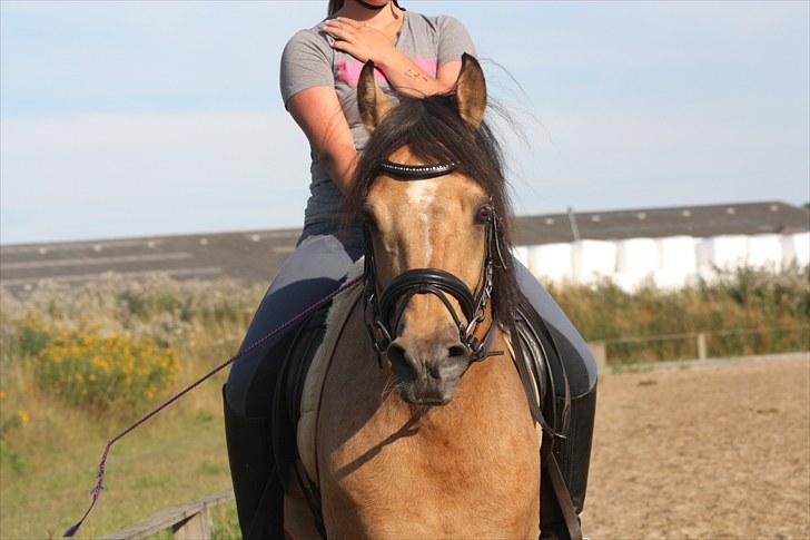 Connemara Hohnhorst Jamiro billede 9