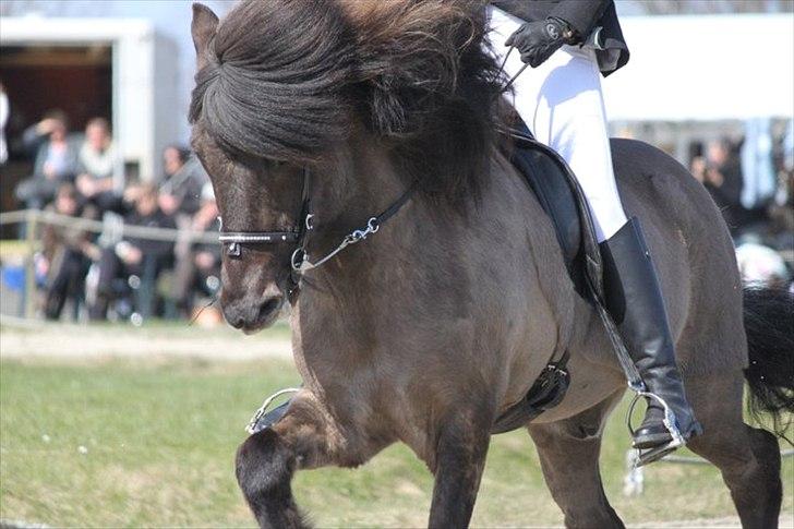 Islænder Sprettur från Magaretehof - Velkommen til Spretturs profil, her er Jeg & Sprettur i galop til DSU. Foto: Mathilde billede 1