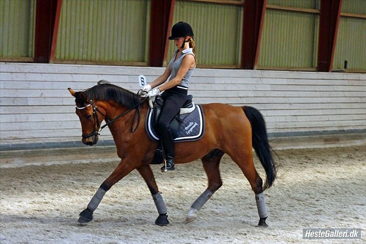 Welsh Cob (sec D) Altenahr Hovgård billede 13