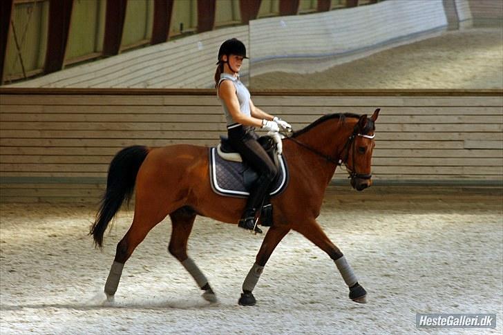 Welsh Cob (sec D) Altenahr Hovgård billede 14