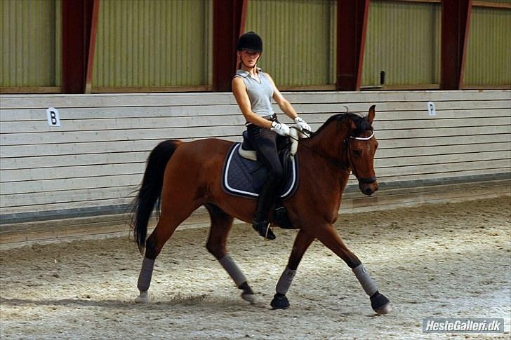 Welsh Cob (sec D) Altenahr Hovgård billede 15