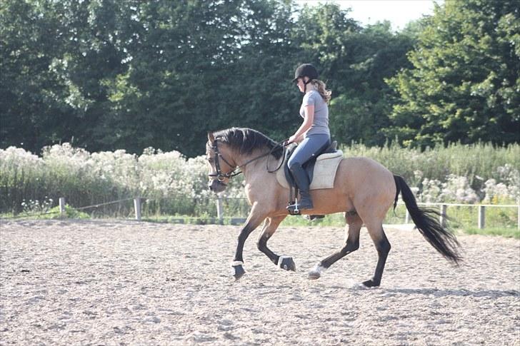 Connemara Hohnhorst Jamiro billede 11