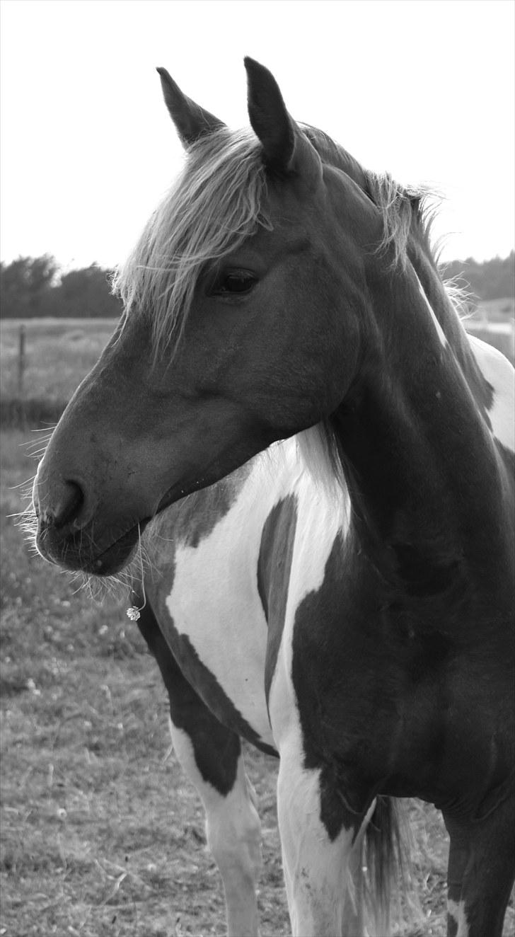 Anden særlig race Morgan - The most beautiful thing on earth - Howling Pictures . billede 9