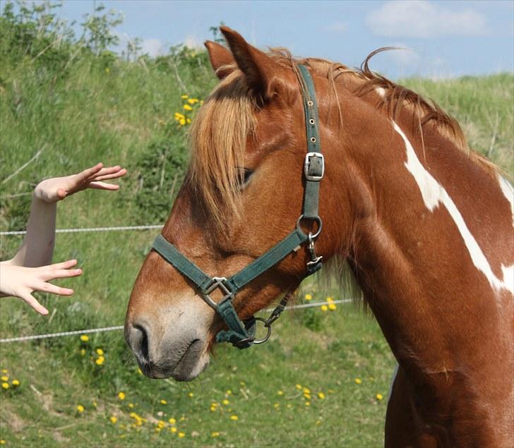 Anden særlig race Morgan - Spirit fingers - Howling Pictures . billede 11