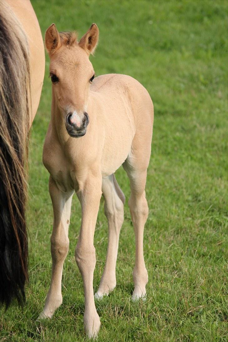 Anden særlig race Oldgårdens Cocio *X-part* billede 8