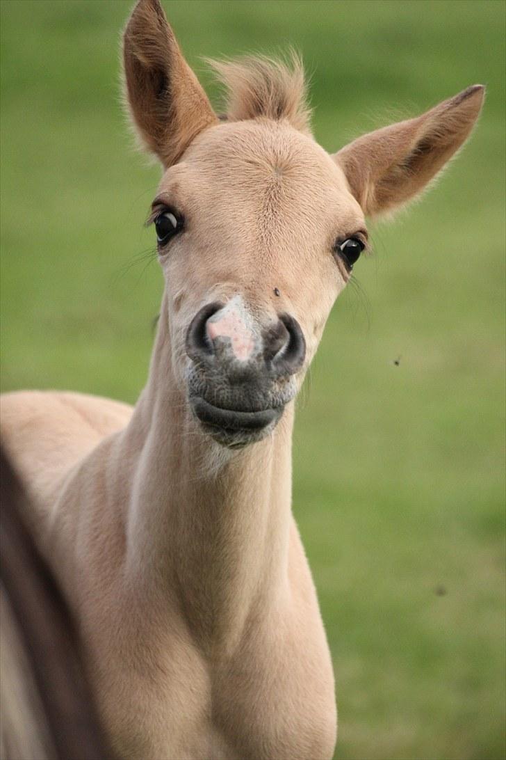 Anden særlig race Oldgårdens Cocio *X-part* billede 9