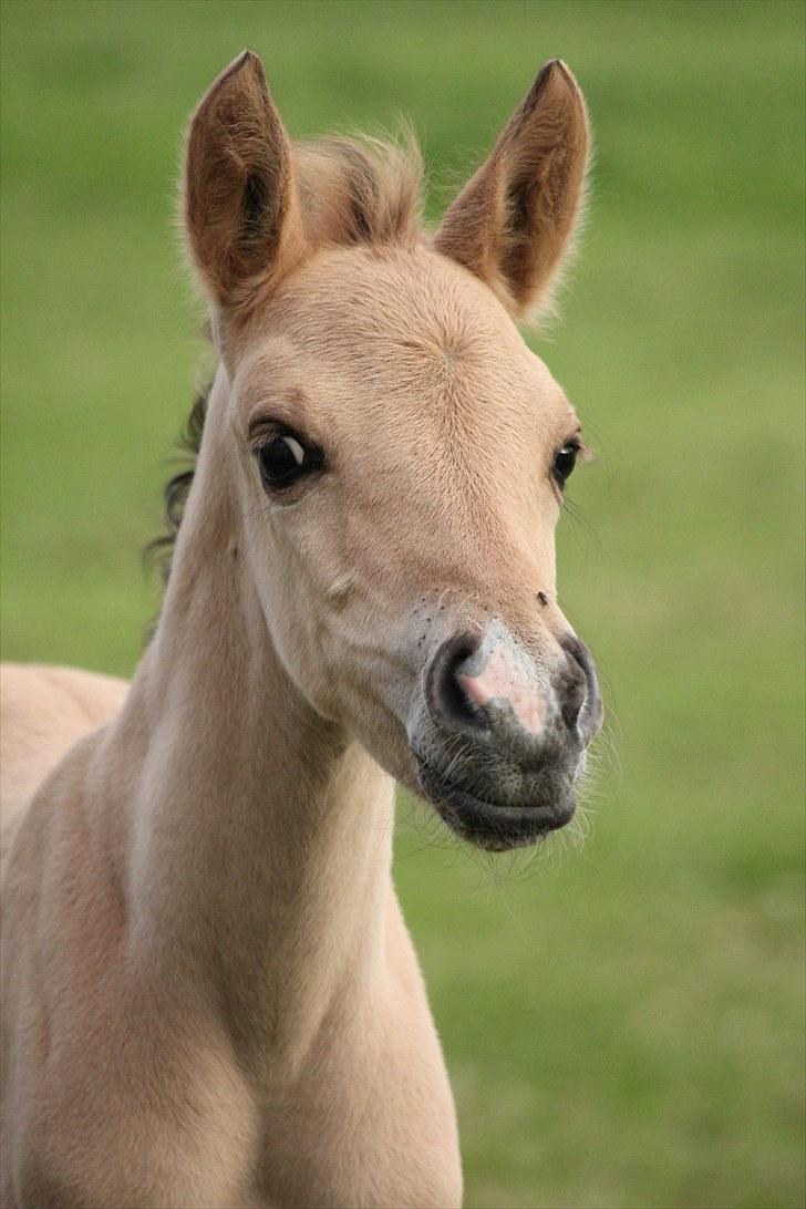 Anden særlig race Oldgårdens Cocio *X-part* billede 10
