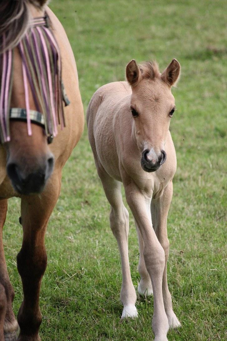 Anden særlig race Oldgårdens Cocio *X-part* billede 11