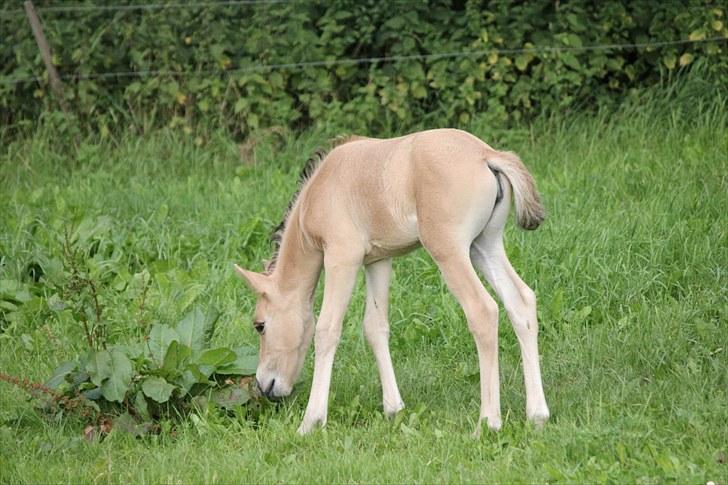 Anden særlig race Oldgårdens Cocio *X-part* billede 12