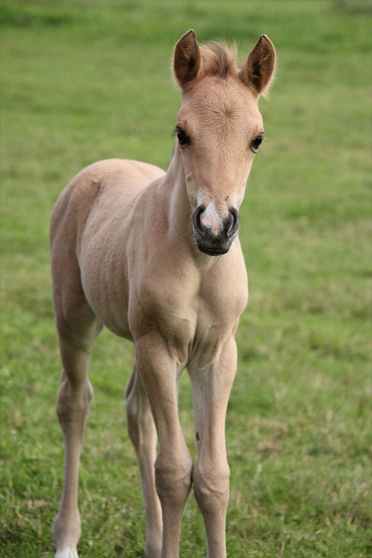 Anden særlig race Oldgårdens Cocio *X-part* billede 13
