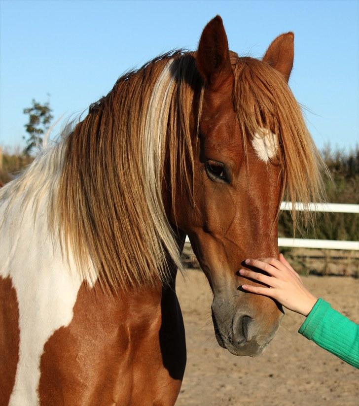 Anden særlig race Morgan - Just you and me - Howling Pictures . billede 12