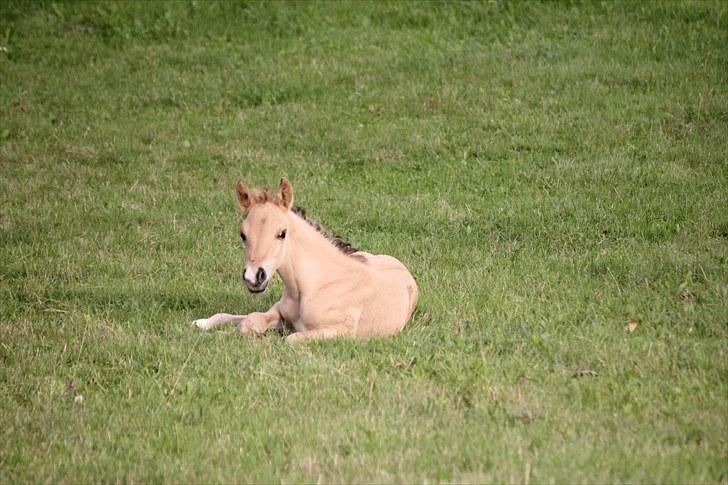 Anden særlig race Oldgårdens Cocio *X-part* billede 14