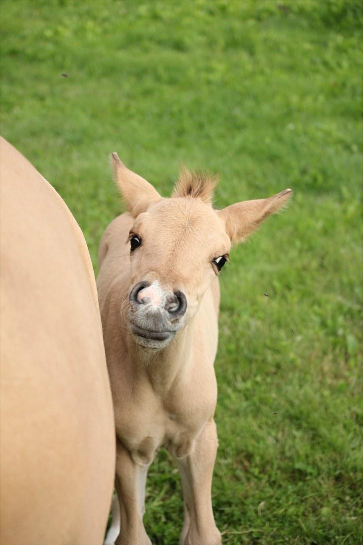Anden særlig race Oldgårdens Cocio *X-part* billede 15