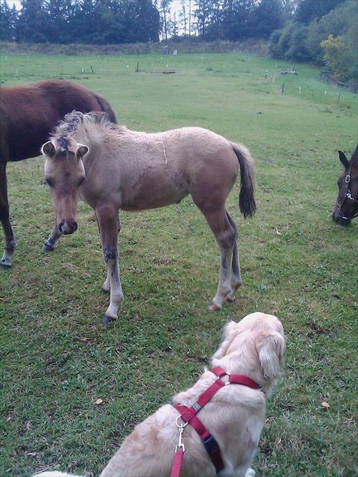 Anden særlig race Oldgårdens Cocio *X-part* billede 16