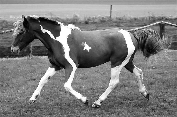 Anden særlig race Morgan - In the moment - Howling Pictures . billede 13