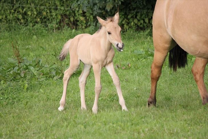 Anden særlig race Oldgårdens Cocio *X-part* billede 17