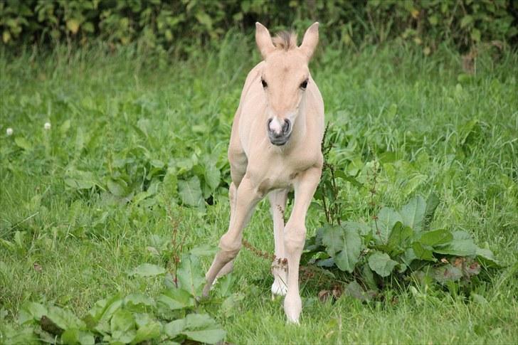 Anden særlig race Oldgårdens Cocio *X-part* billede 18