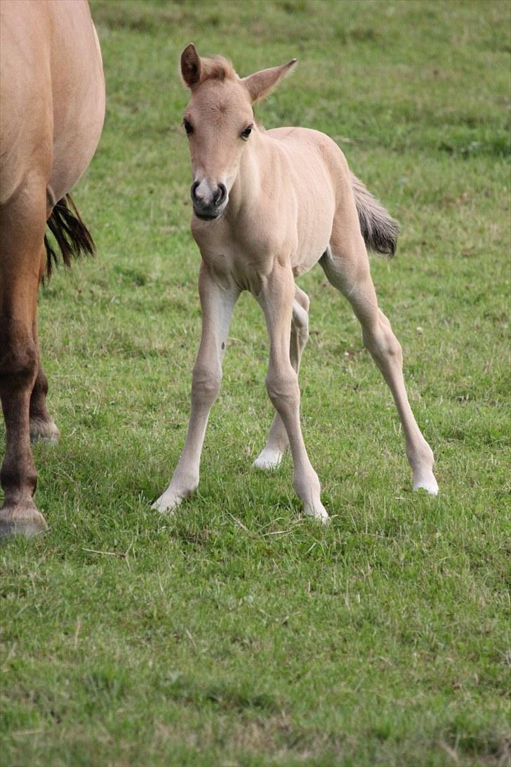 Anden særlig race Oldgårdens Cocio *X-part* billede 19